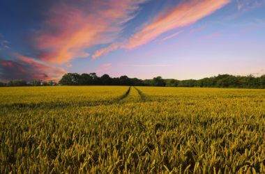 I molteplici scopi perseguibili con la scelta di destinare un’area a verde agricolo e le attività compatibili